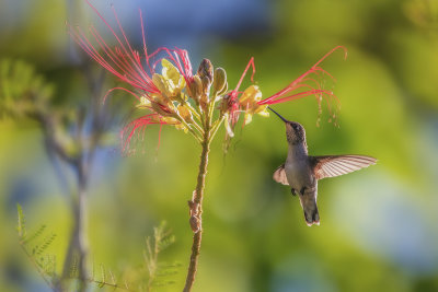 Hummingbird