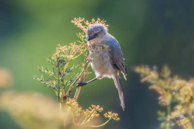 Bushtit