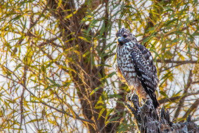 Hawk in Morning Light