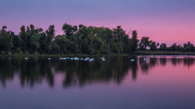 Swan Lake Morning