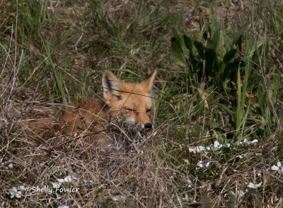 4-18-21 7618 Ft Monroe fox.jpg