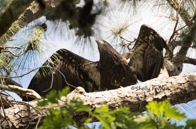 5-8-21 1569 HT older eaglet .jpg