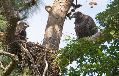 5-16-21 2119 HT 2 fledglings.jpg