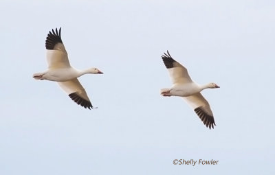 1-2-21 6735 PI Snow geese .jpg