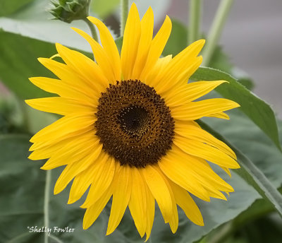 7-11-22 2226 sunflower.jpg