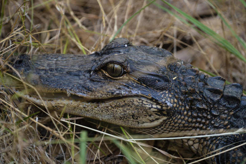 alligator in yard (1 of 1).jpg