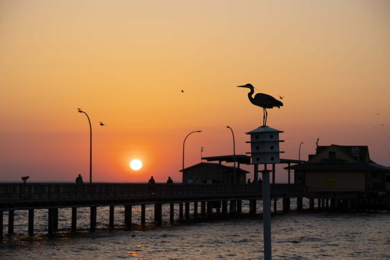 heron at pier 2 (1 of 1).jpg