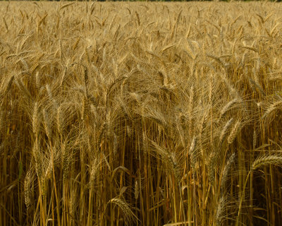 wheat
