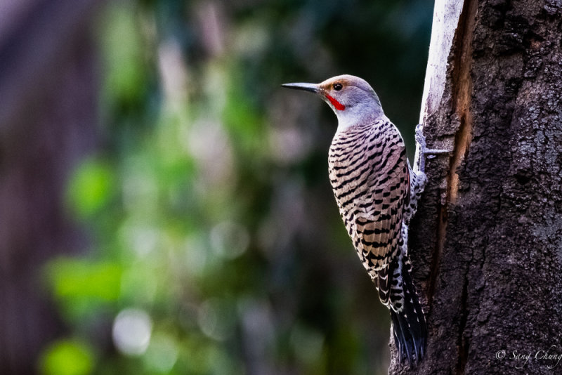 woodpecker California