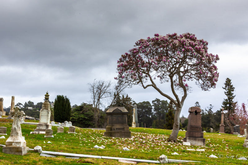 magnolia