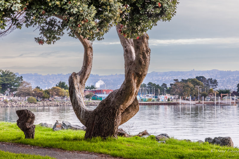 a tree with an eye