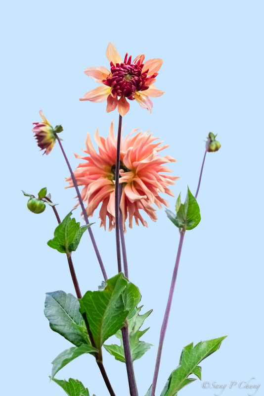 process of maturation in dahlia