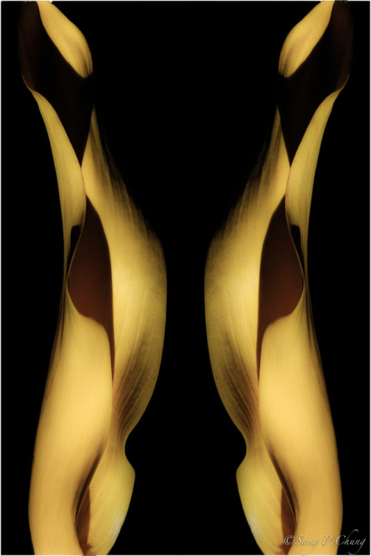 two yellow calla lilies