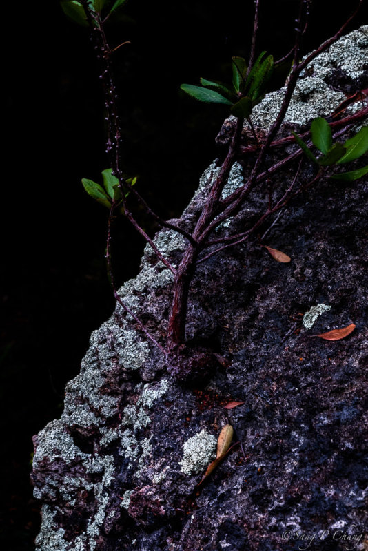 a tree growing from rock