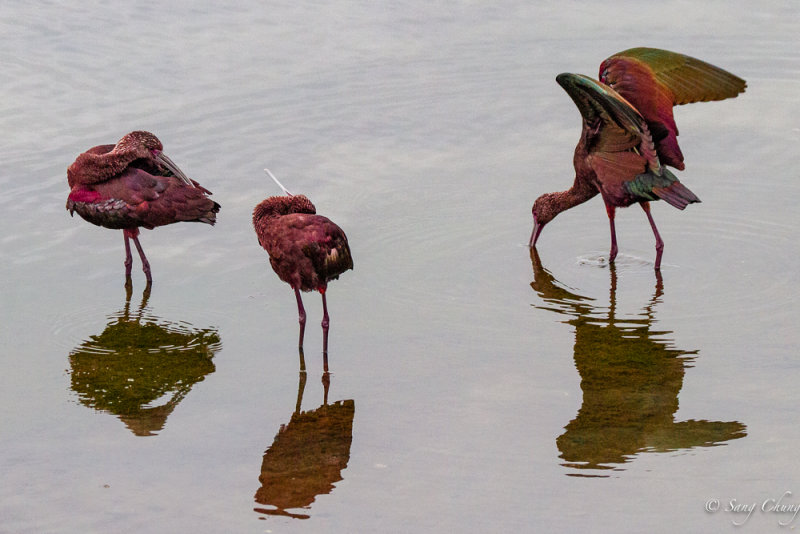glossy ibises enjoy morning