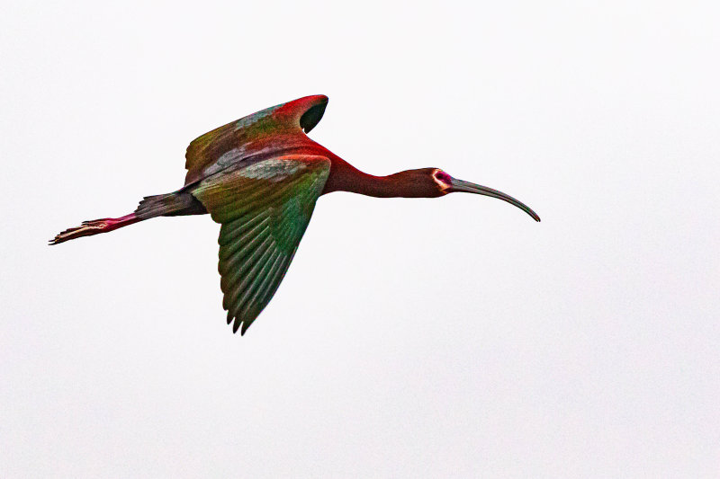Ibis, Glossy