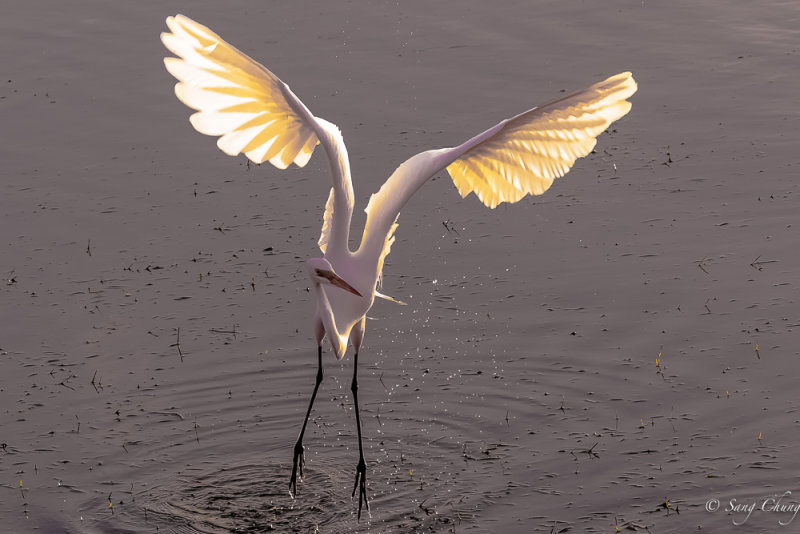 great egret in action