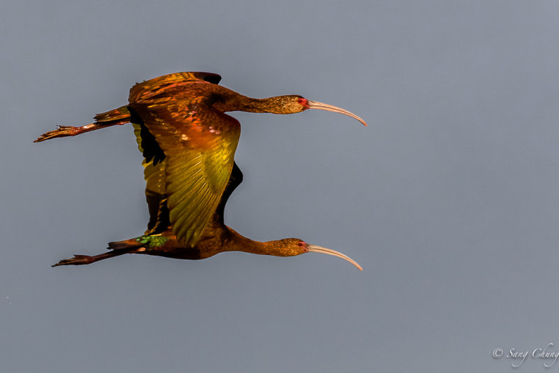 Ibis, Glossy