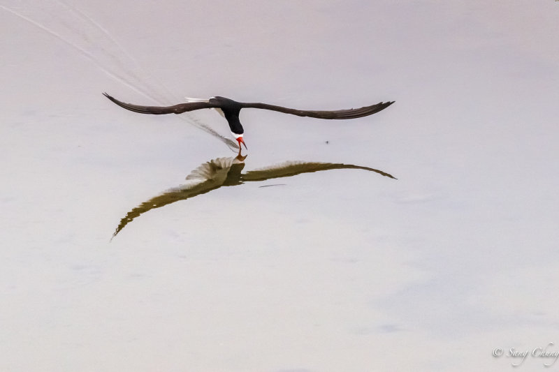 skimming