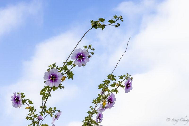 Rose of Sharon