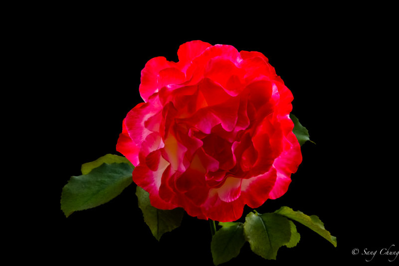 a rose blooming