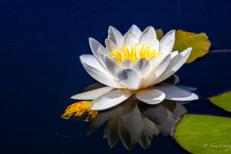 lotus from muddy water