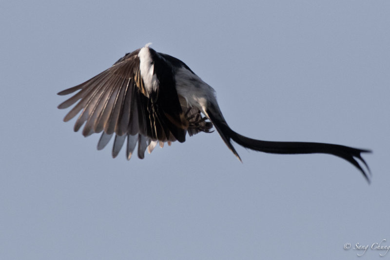 Pin-tailed Whydah in action