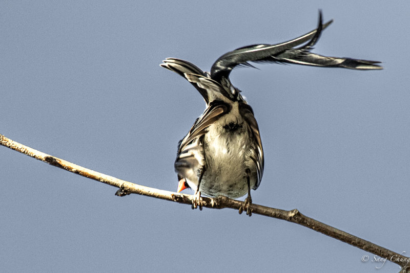 Pin-tailed Whydah