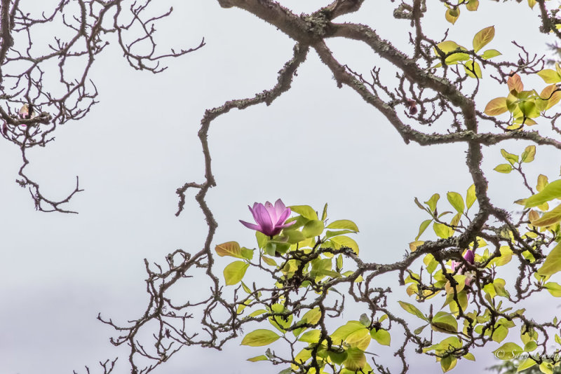 magnolia: herald of spring at UC Botanical Garden