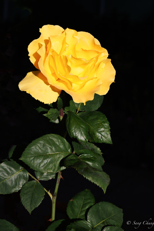 a yellow rose in blossom