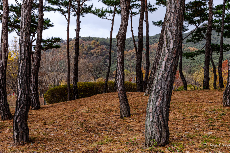 Korean pine tree