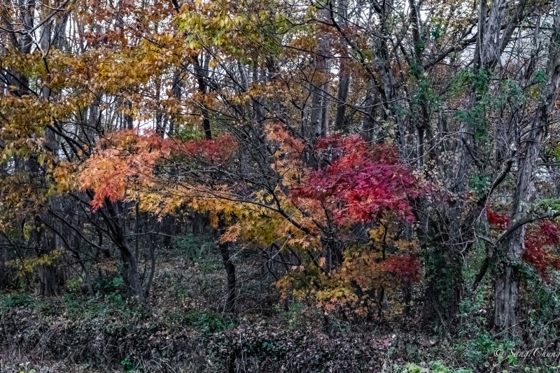 fall colors of Mt.Mudeung