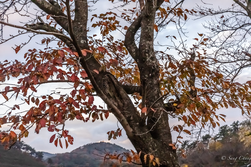 fall colors of a tree at Mt. Mudung