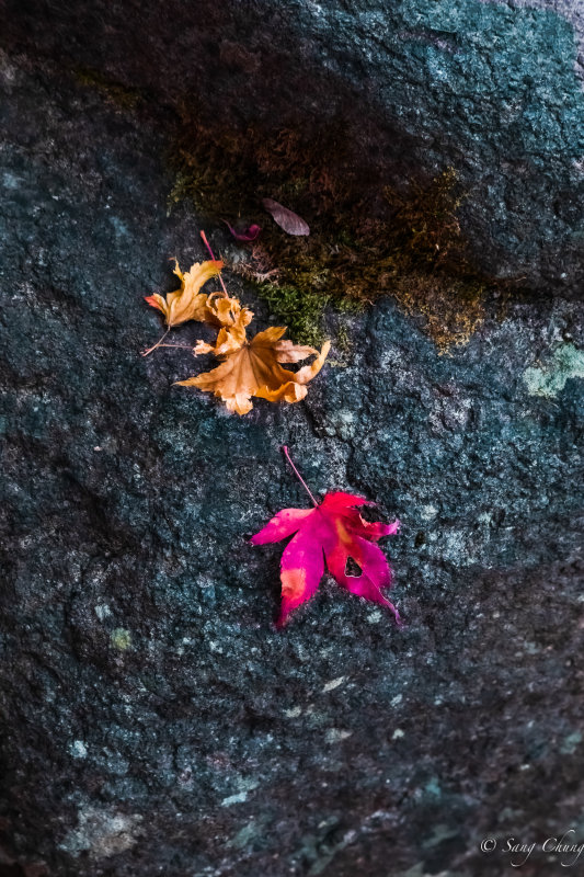 fallen leaves between rocks at Mt. Meudung