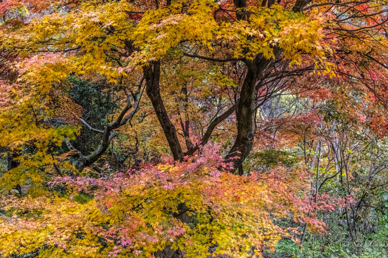 Autumn Colors of Mt. Mudeung