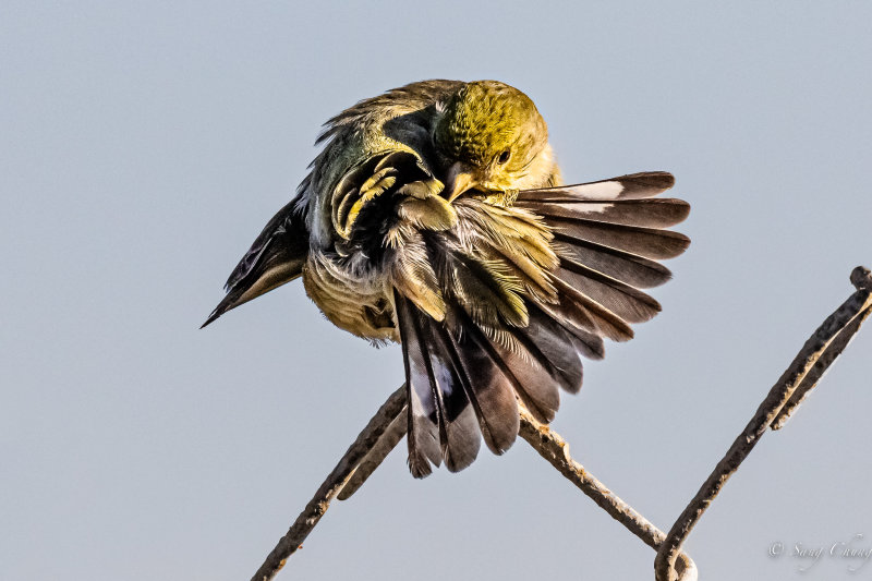 Atlantic canary (common canary or canary)