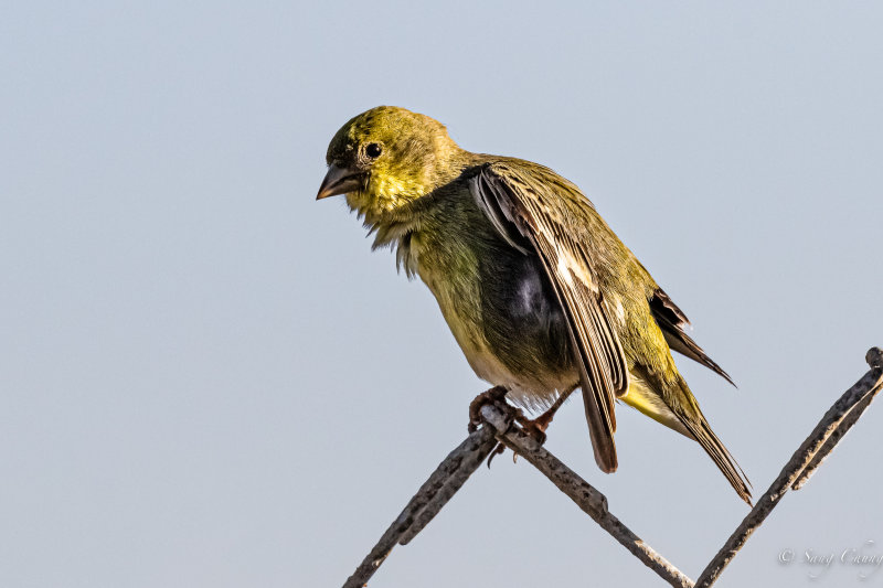 Laysan finch (Atlantic canary)