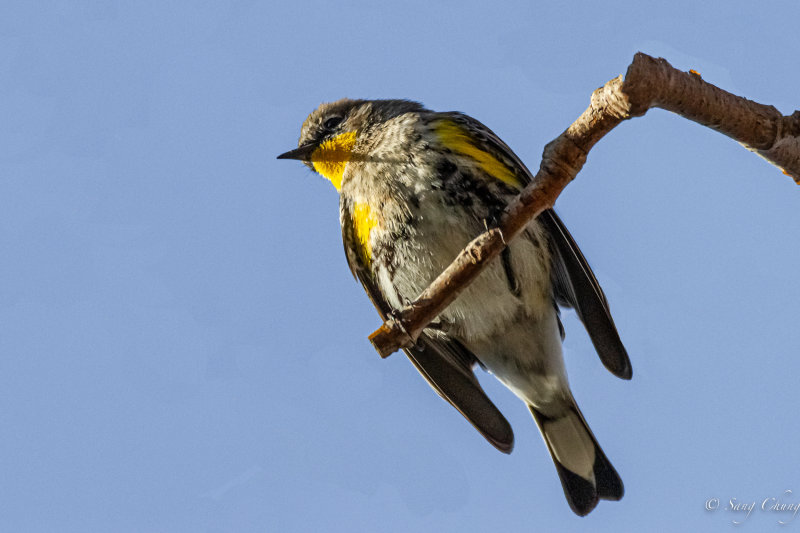 warbler(Audubon's or Myrtle)
