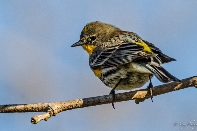 warbler(Audubon's or Myrtle)