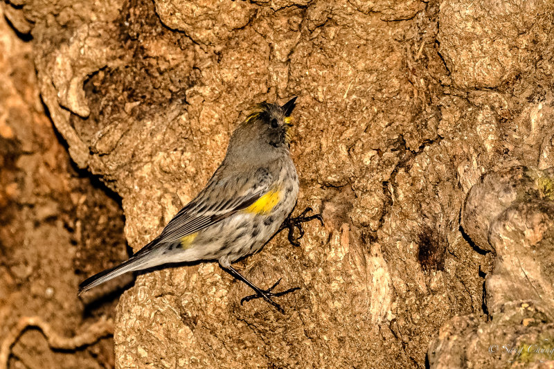 Audubon's warbler