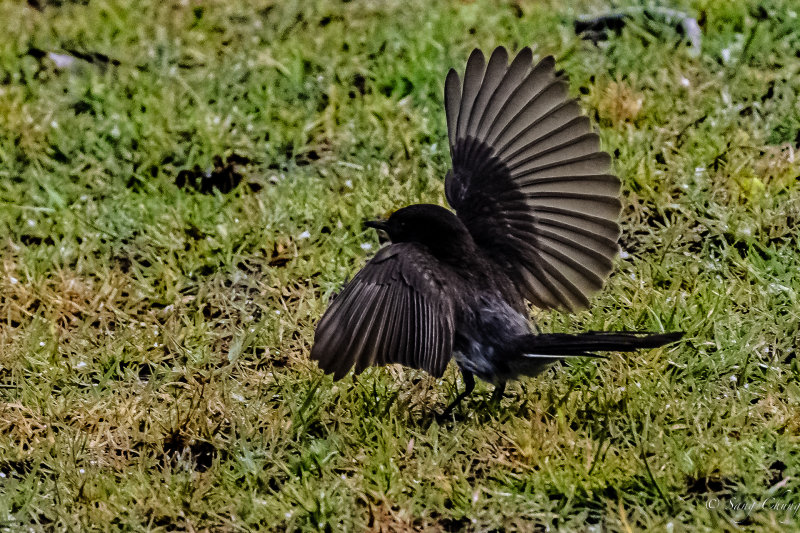 black phoebe in action