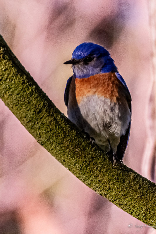 Western blue bird
