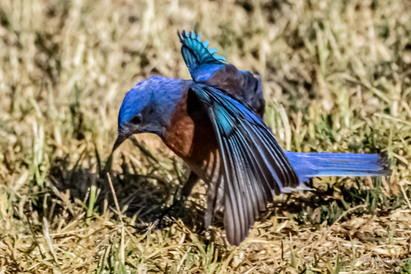 western bluebird with canopy formed