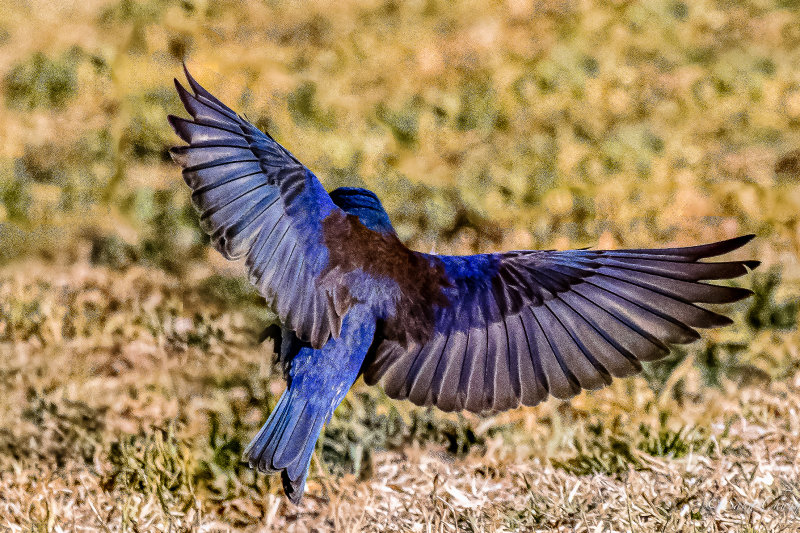 western bluebird