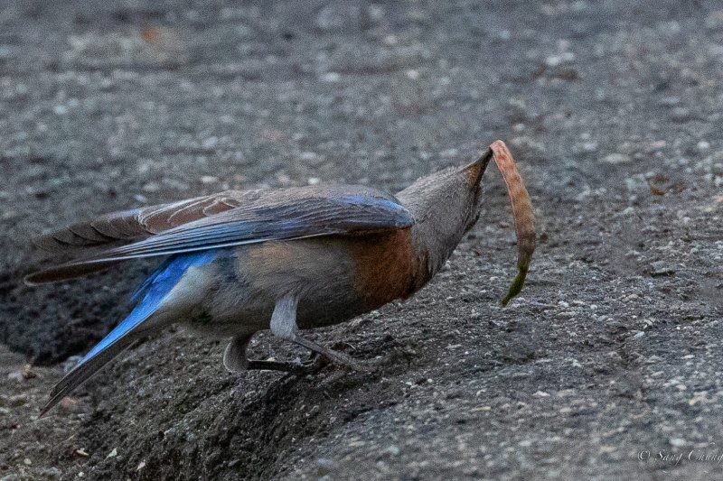 Western bluebird with a long worm