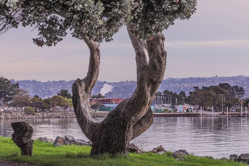 a tree with personality at Verkely Marina