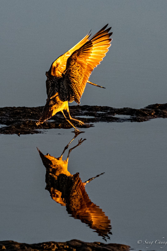 marbled godwit landing at Bolsa Chica Wetland