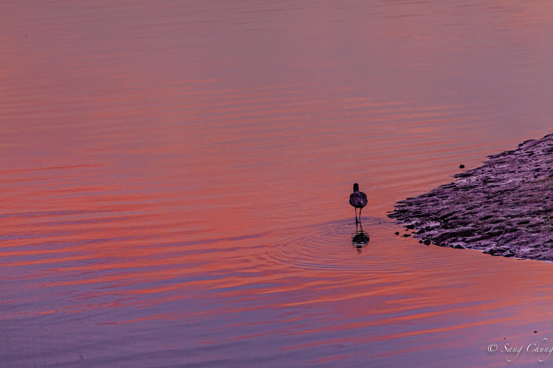 stepping into water at dawn of Bolsa Chica Wetlands