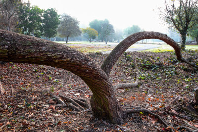 tree with tentacular growth