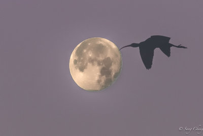 Waning moon and Ibis